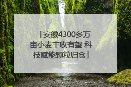 安徽4300多万亩小麦丰收有望 科技赋能颗粒归仓